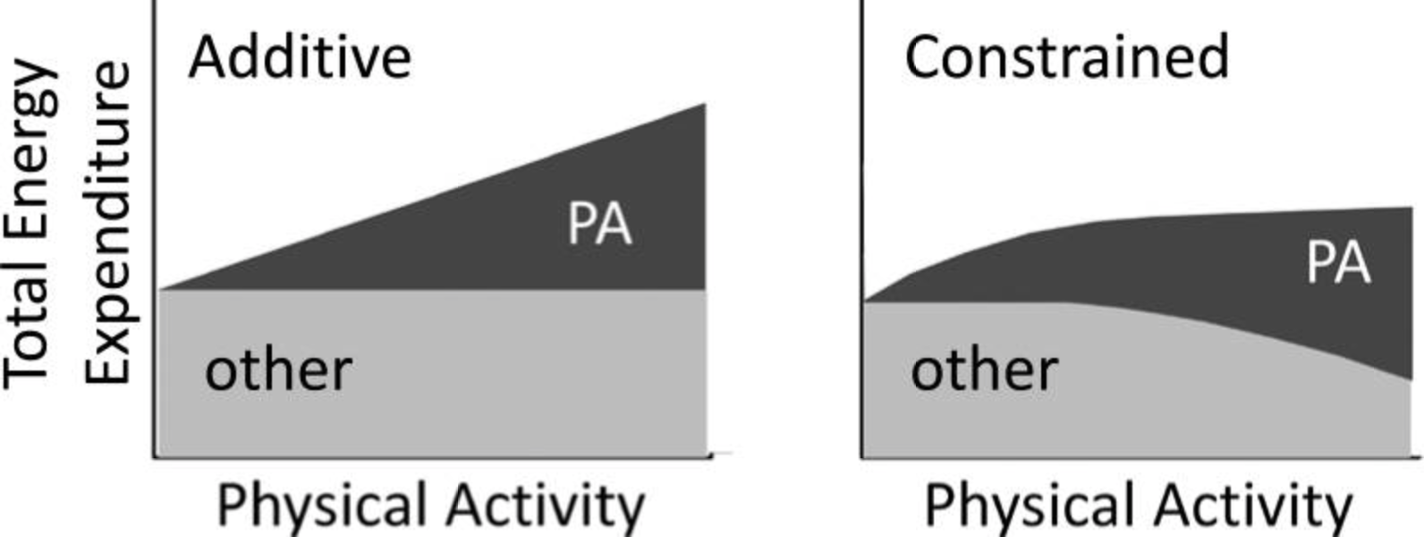 Energy Expenditure Models